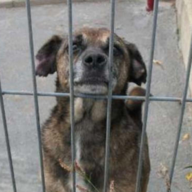 El nivel de solicitudes de adopción de un perro en estas fechas se asemeja al de Navidad