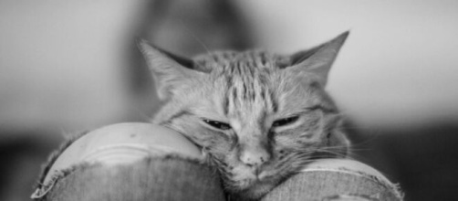 chat : s'il dort sur vos genoux ce n'est pas seulement pour vos vêtements