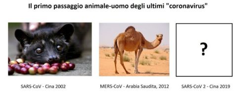 I coronavirus che infettano l’uomo possono arrivare dagli animali. Adesso si cerca l’animale ospite del SARS-CoV-2.