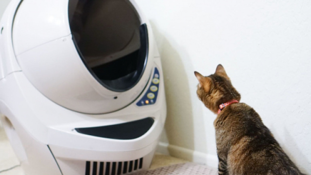 5 raisons qui expliquent pourquoi un chat n'utilise pas sa litière