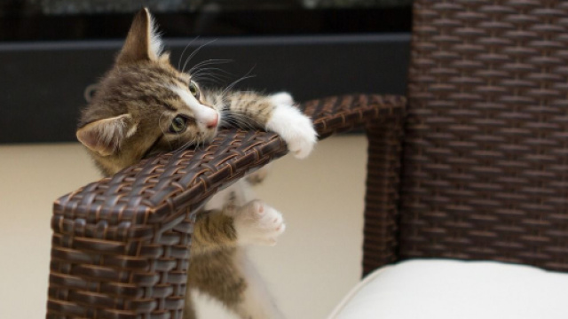 chat s'il vous marche dessus ce n'est pas seulement parce qu'il vous voit comme un gros coussin