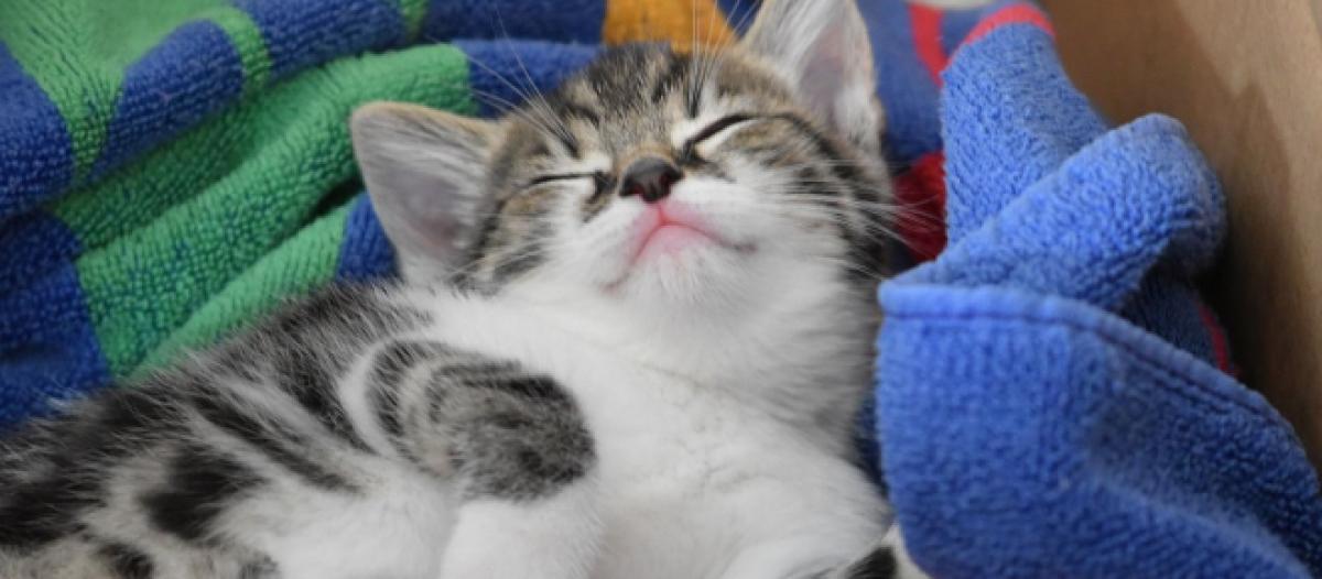 5 Positions De Sommeil Du Chat Expliquees