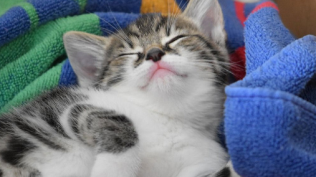 Chat ses positions de sommeil expliquées
