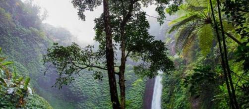 Rainforest - the loss of trees could affect the planet - Image credit - skitterphoto / Pixabay