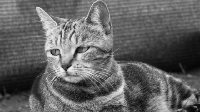 Les pires excuses utilis&eacute;es par des maitres pour abandonner leur chat