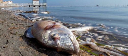 El Mar Menor sigue presentando síntomas de contaminación (Foto de RTVE)