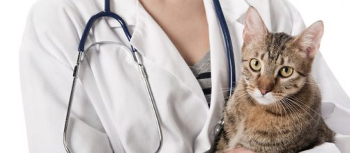 Le chat positif au coronavirus interroge les expterts