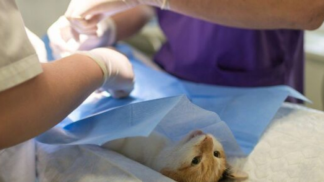 Chat : les vétérinaires tirent la sonnette d'alarme auprès des propriétaires