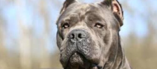 Tragedia a Tricase: bimbo di 8 mesi muore dopo aggressione del cane.