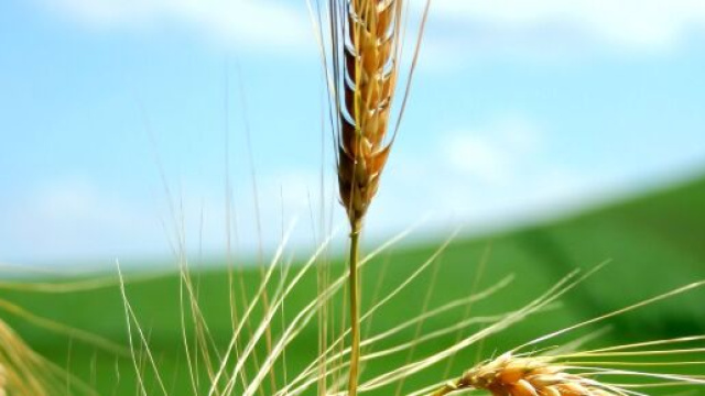 Le tecnologie a disposizione dell'agricoltura sono utili a far rinascere il settore.