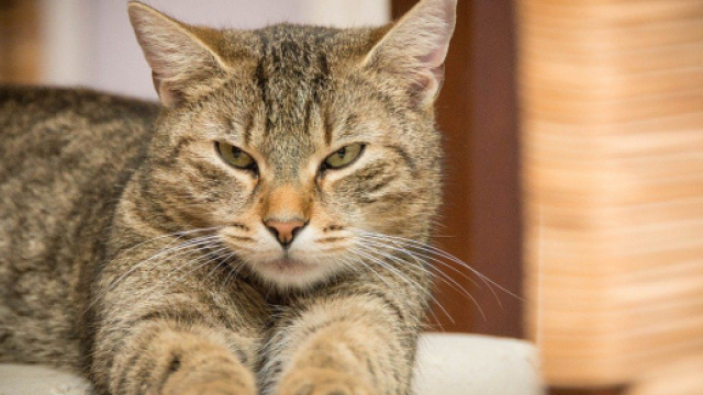 chat : la Chine l'enlève de la liste des animaux comestibles