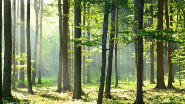 Covid-19: La déforestation détruit les barrières qui nous séparent de la vie sauvage
