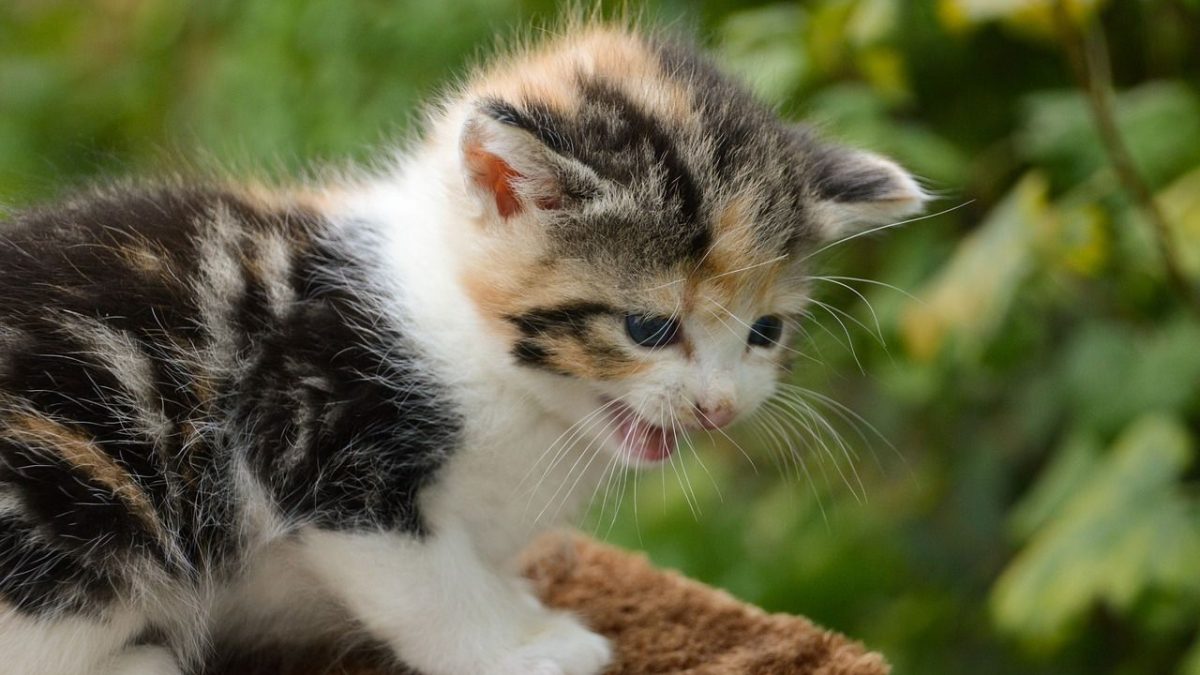 Chat Quand Il Miaule Ce N Est Pas Uniquement Pour Vous Dire Qu Il A Faim