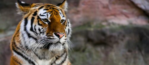 Un tigre aux Etats-Unis a attrapé le covid-19. Credit : Pixabay/Pexels