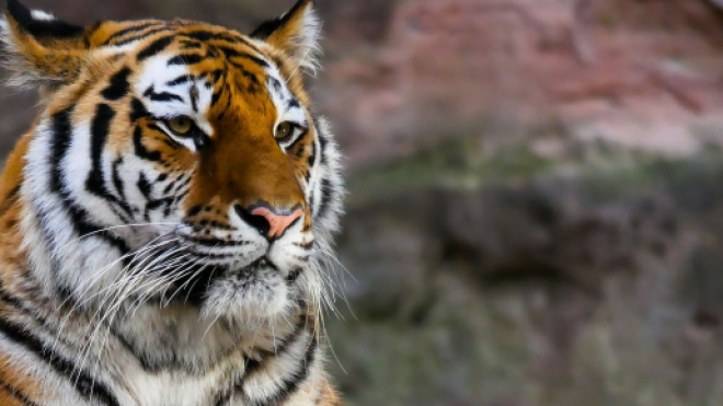 Un tigre aux Etats-Unis a attrapé le covid-19. Credit : Pixabay/Pexels