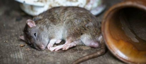 Ratos estão praticando 'canibalismo' em meio a falta de comida nesse pandemia. (Arquivo Blasting News)