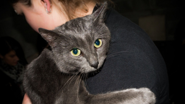 Le chat vous verrait comme sa mère mais pas seulement