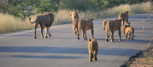 Pride of lions in Kruger National Park South Africa. [Image source/Dayneferrera, Wikimedia Commons]