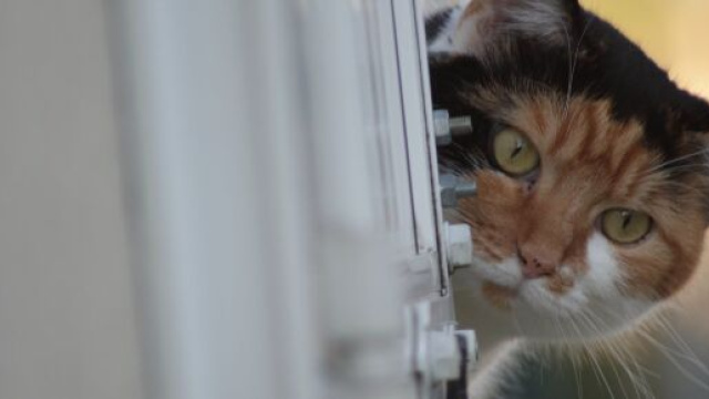 chat : il aurait de nombreux avantages sur la santé
