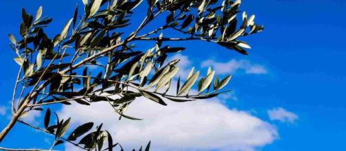 5 Frasi Da Dedicare Per Augurare Buona Domenica Delle Palme