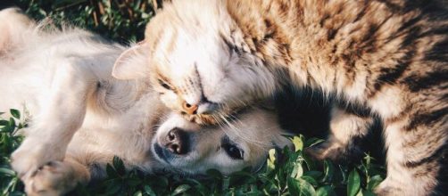 Chien et chat comment les faire cohabiter