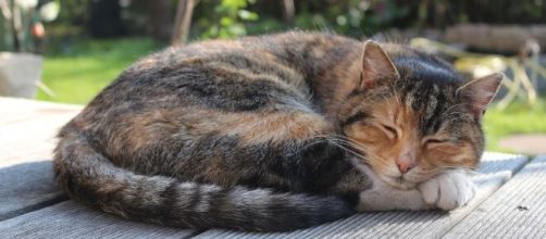 Pourquoi mon chat dort toute la journée ? Symptômes et Solutions - adorablesbetes.com