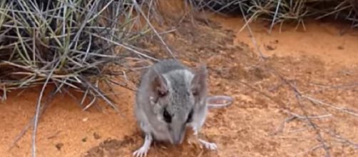 Kangaroo Island dunnart endangered after Australia bushfires. [Image source/EBS Group YouTube video]