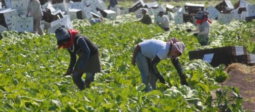 Necesario, proteger a trabajadores migrantes | Ayuda Migrante MX - ayudamigrantemx.org