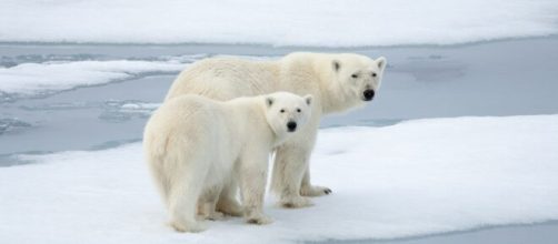 Orsi polari e ghiacci nell'oceano Artico.