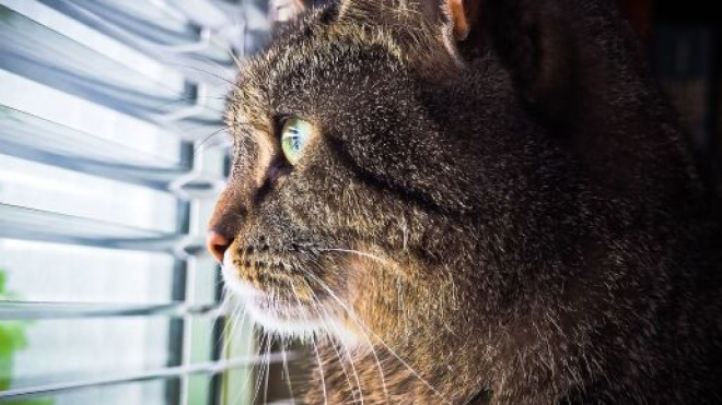 chat s'il vous réveille la nuit ce n'est pas seulement parce qu'il a faim
