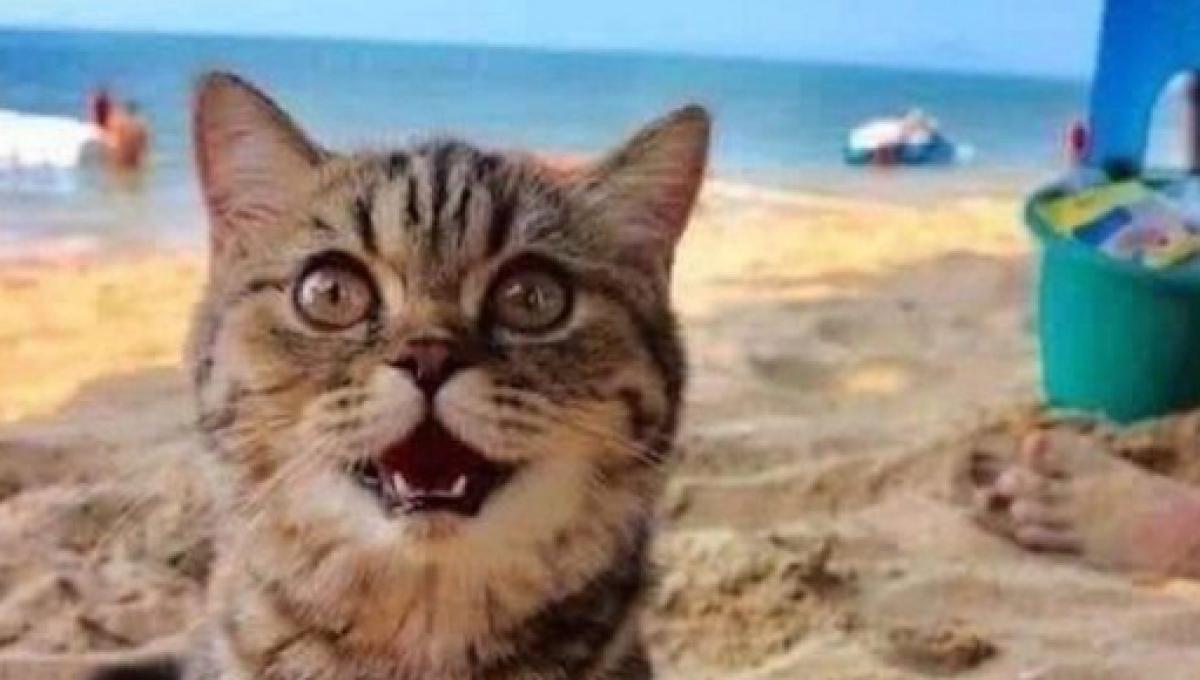 C Est La Premiere Fois Que Ce Chat Va A La Plage Et Il Ne Peut S Empecher De Sourire