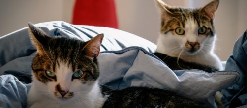Aux États-Unis, les deux premiers animaux domestiques testés positifs au Covid-19 sont des chats. Pexels/Francesco Ungaro