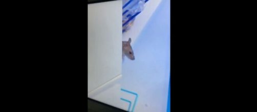 Rato aparece na cozinha do 'BBB 20'. (Reprodução/Twitter)