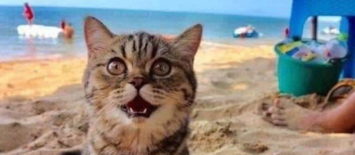 Un chat va pour la première fois à la plage. Credit : Semsema Mahmoud