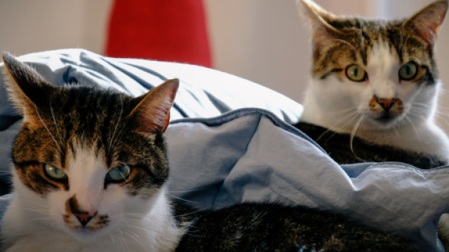 Aux États-Unis, les deux premiers animaux domestiques testés positifs au Covid-19 sont des chats. Pexels/Francesco Ungaro