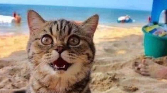Un chat va pour la premi&egrave;re fois &agrave; la plage. Credit : Semsema Mahmoud