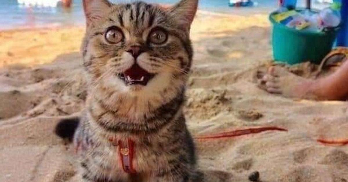 C Est La Premiere Fois Que Ce Chat Va A La Plage Et Il Ne Peut S Empecher De Sourire