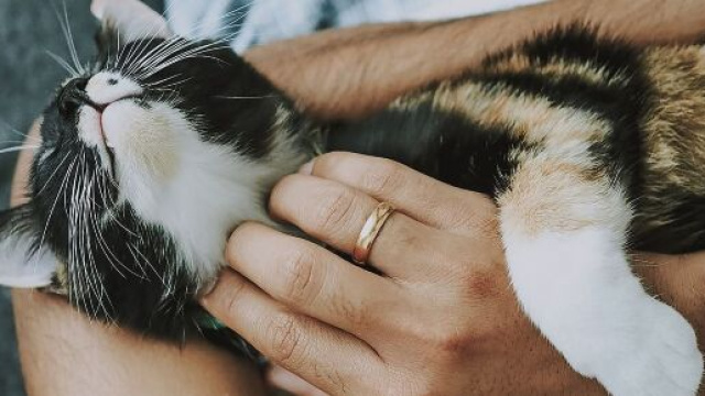 Chat : seriez-vous devenu son esclave - Photo Pixabay