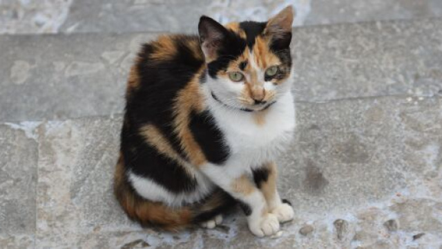 le chat va retrouver ses maîtres 4 ans après (image d'illustration)