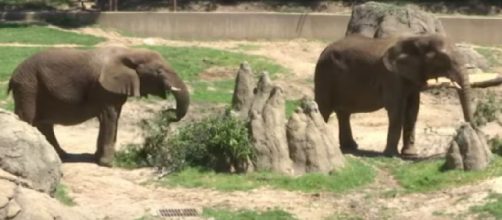 Zoos in coronavirus shutdown with no guests. [Image source/Associated Press YouTube video] https://www.youtube.com/watch?v=Sc52QDYV-Wo
