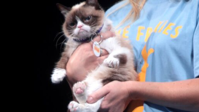 GrumpyCat, le chat grincheux célèbre (source : Wikipédia)