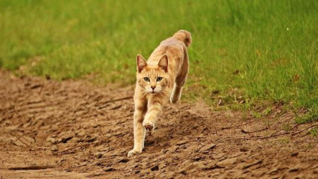 chat : s'il devient fou après avoir fait ses besoins ce n'est pas seulement parce qu'il est heureux - photo pixabay