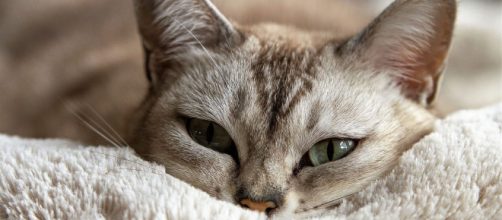 chat : s'il vous regarde avec insistance ce n'est pas pour n'importe quelle raison