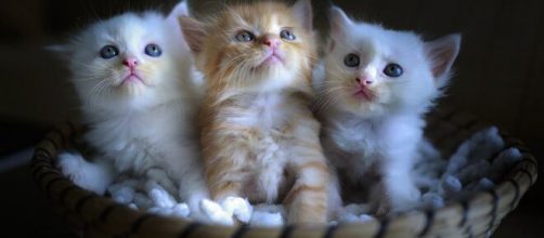 Les chats ont eux aussi besoin d'attention en cette période de confinement (source : Quangpraha pixabay.com)