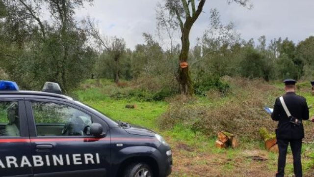 Taurianova: trovato in possesso di droga, arrestato 51enne