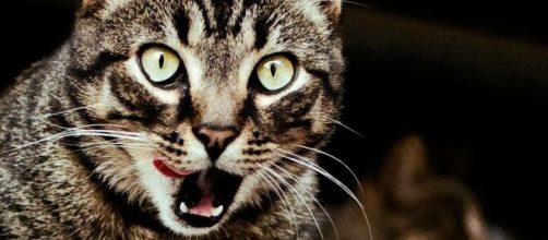 chat : il séquestre son humain dans la cuisine pendant des jours - photo pixabay