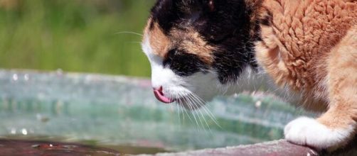 le chat n'est pas habitué à l'eau mais apprécie jouer avec (source : Barni1 pixabay.com)