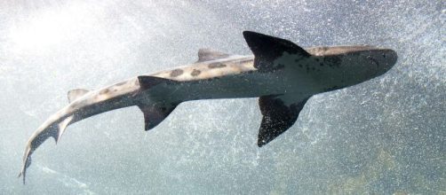 Muitos tubarões gigantes e assustadores são considerados inofensivos. (Reprodução/Pixabay)