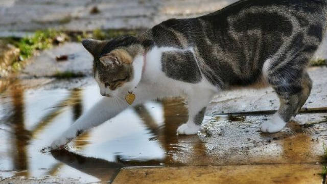 chat s'il met sa patte dans l'eau ce n'est pas seulement pour jouer