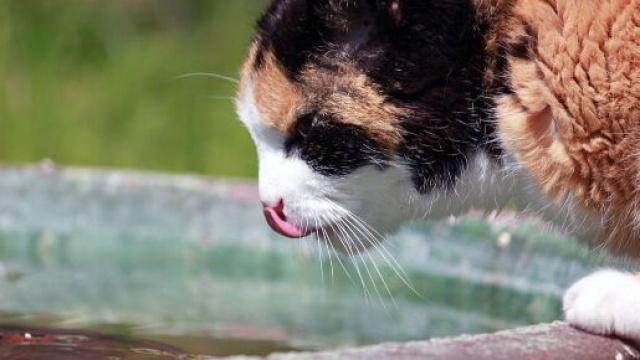 le chat n'est pas habitué à l'eau mais apprécie jouer avec (source : Barni1 pixabay.com)